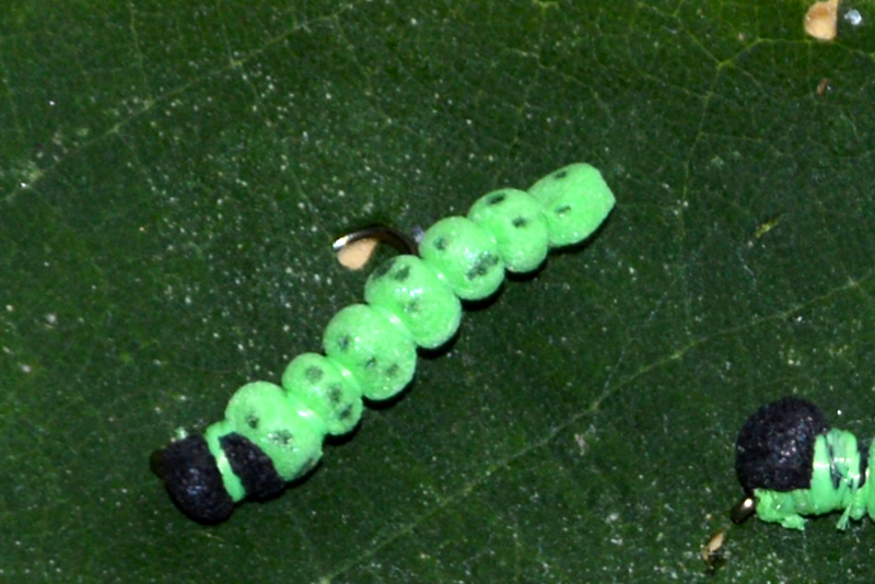 Tordeuse chenille caterpillar fly terrestre terrestrial flyt tying eclosion