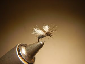 Fourmi ant parachute dryfly flytying mouche terrestre Eclosion