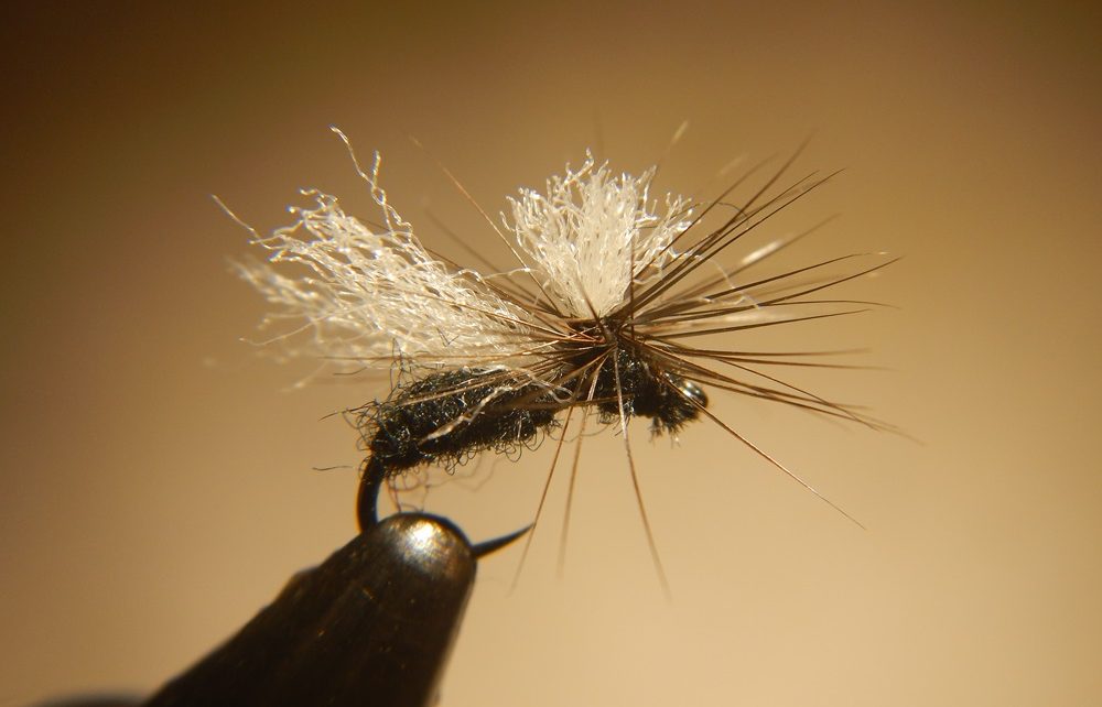 Fourmi ant parachute dryfly flytying mouche terrestre Eclosion