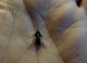 Ant fourmi