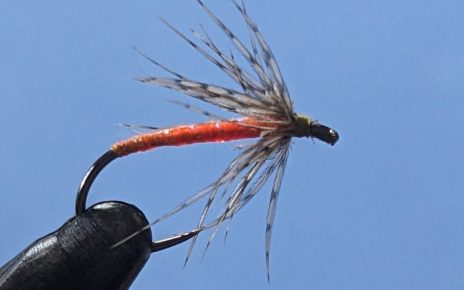 Orange partridge