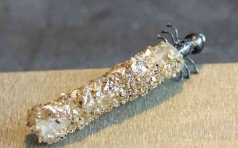 Trichoptere larve nymph nymphe porte-bois caddis flytying mouche Eclosion