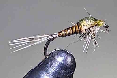 BWO nymphe Timtim38 galerie