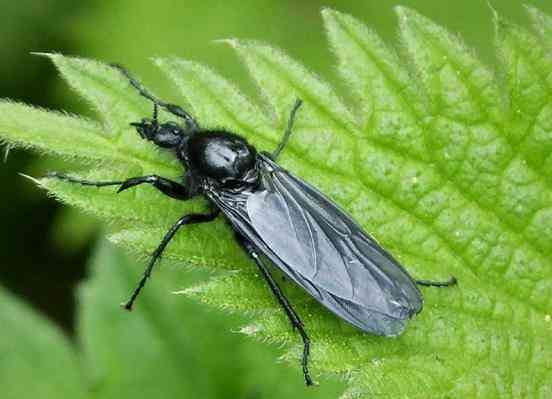 Mouche St Marc (Copy)