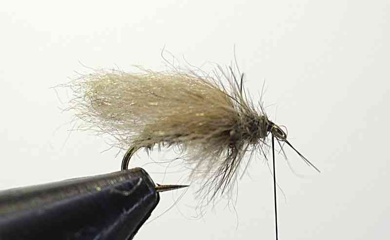 sedge