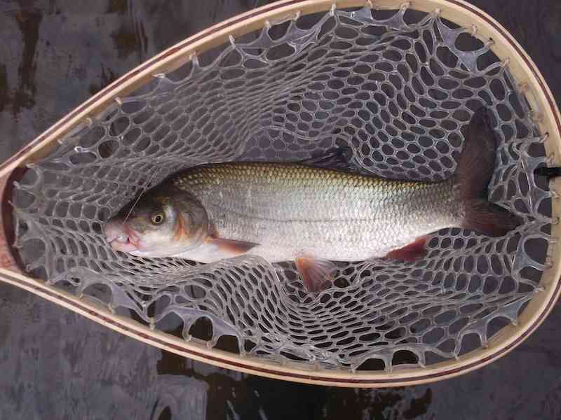 1,5kg copie 2