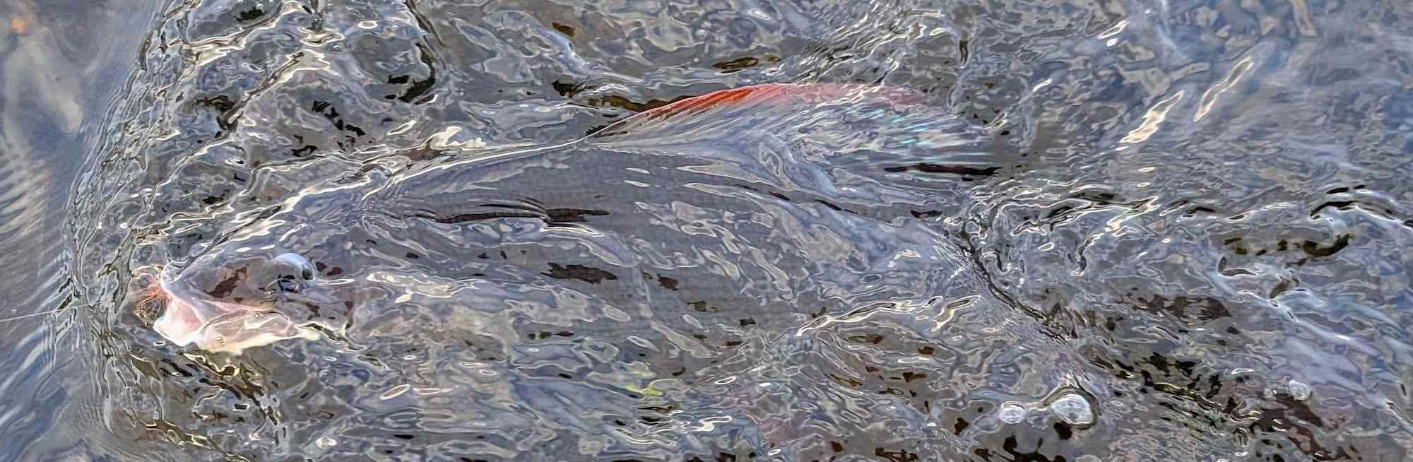 Ombre Laponie Suédoise Jean-Luc