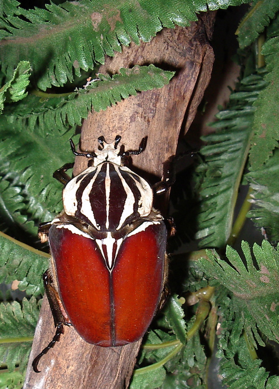 G.Goliatus34