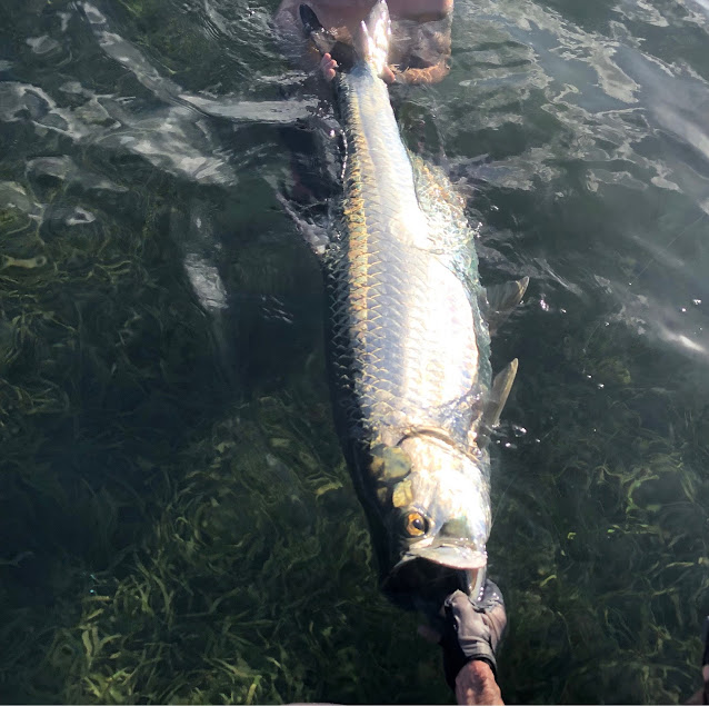 Big Tarpon