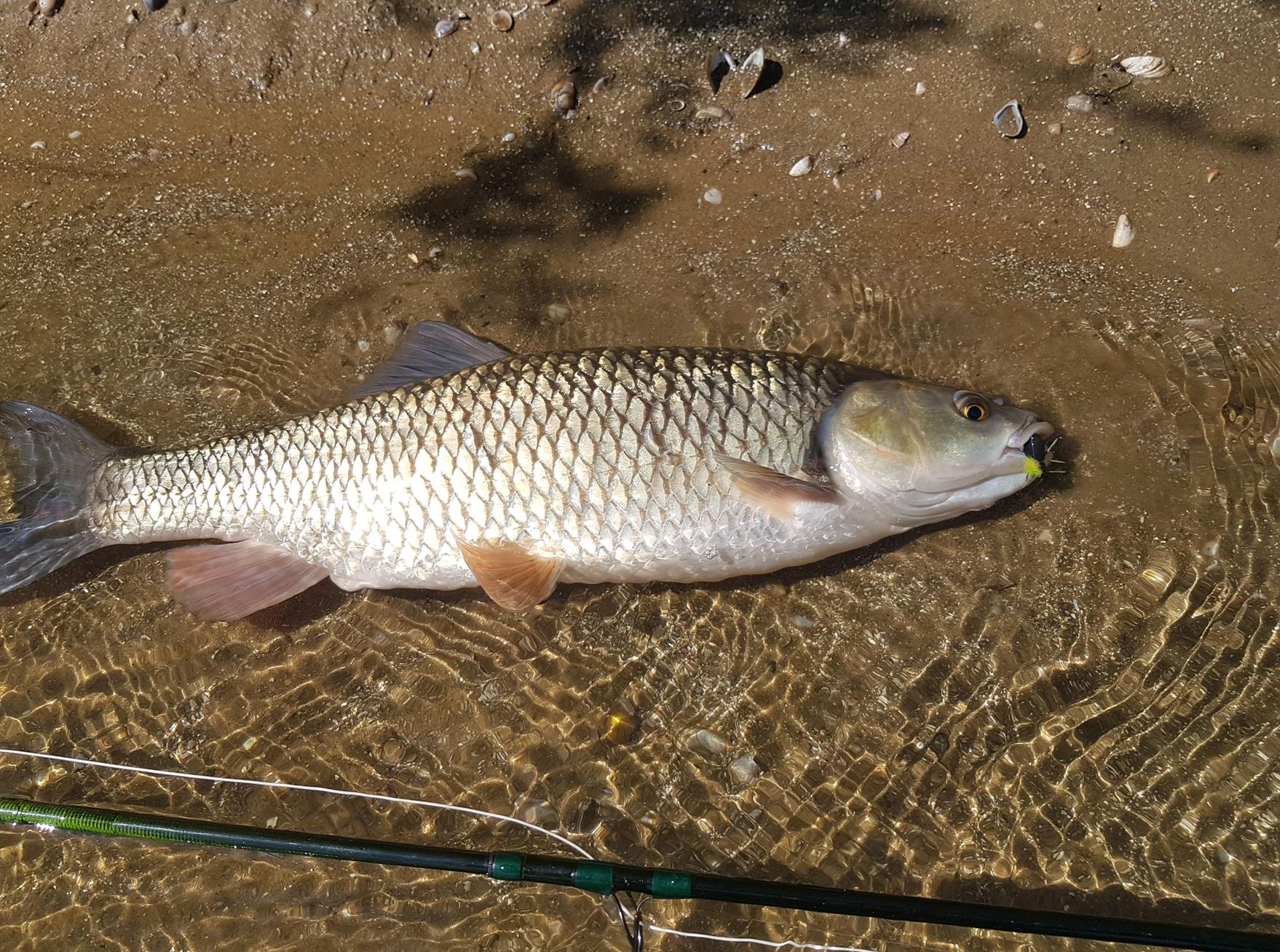 Poisson du jour (Copy)