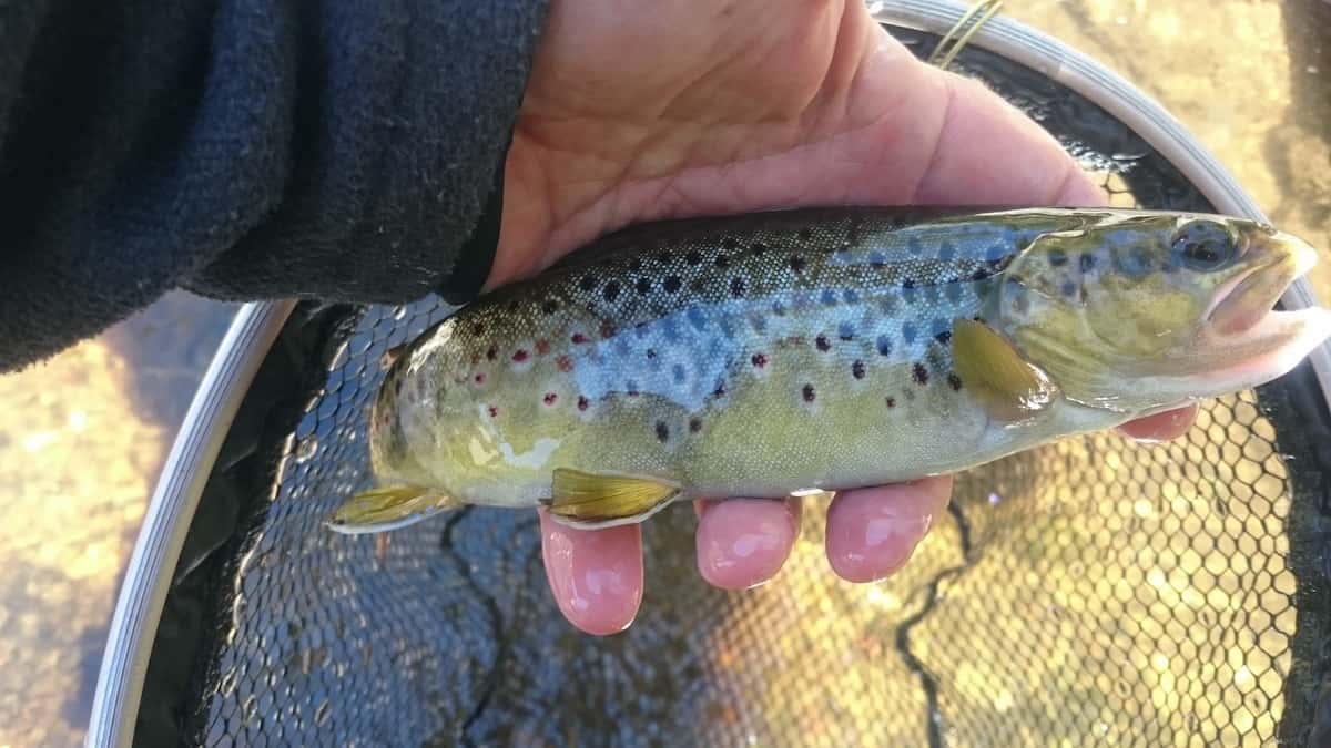 Vézère 2017 25