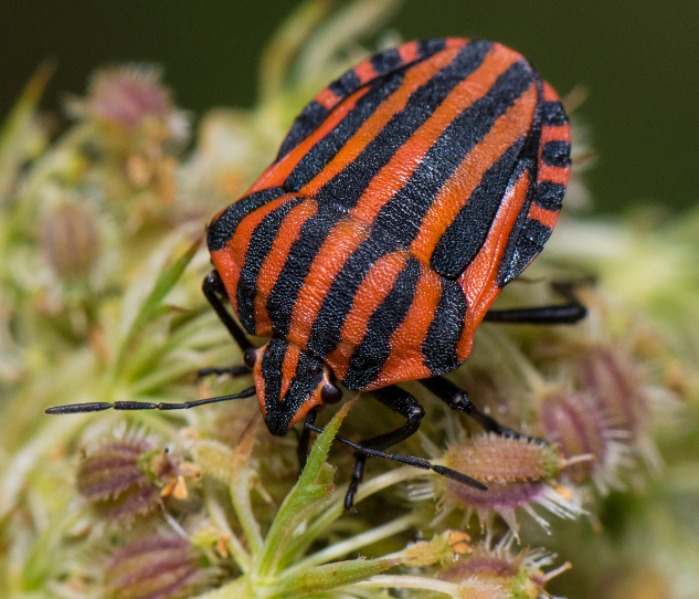 graphosoma-italicum-apiacee-3205