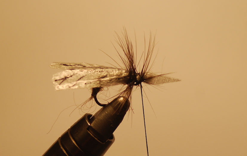 Achig08Hackle