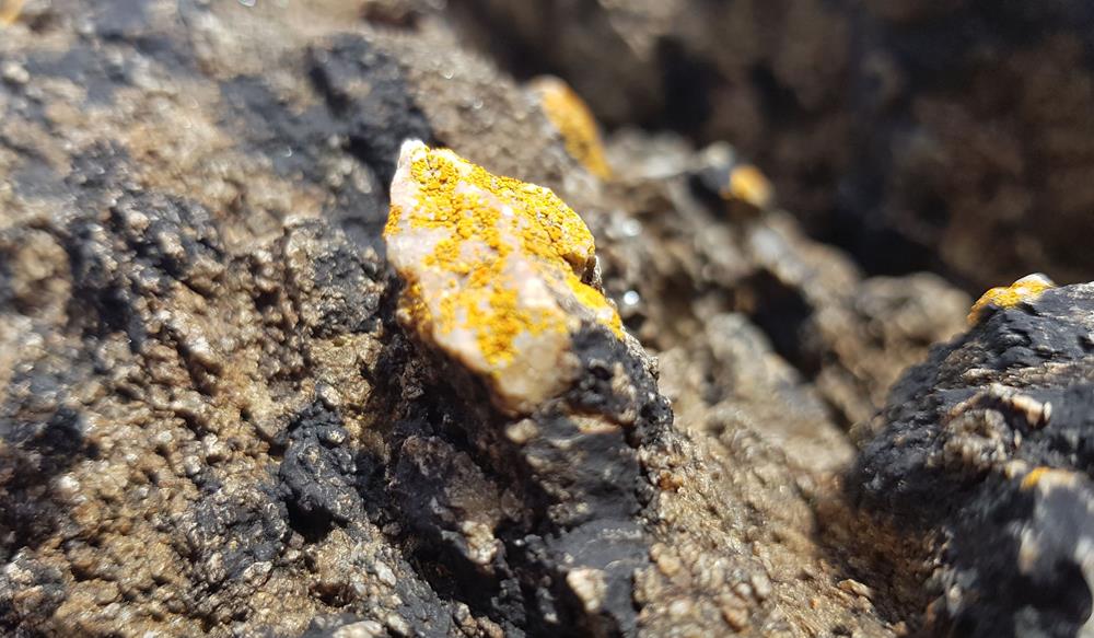 Lichen sur granit mazouté (Copy)