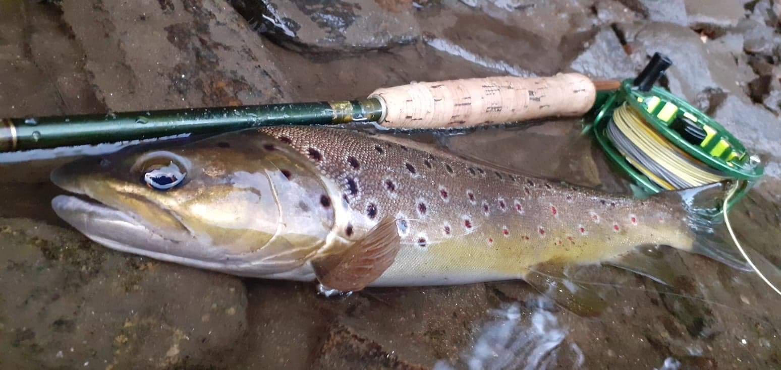 Truite Fario rivière Corrèze Esox 24