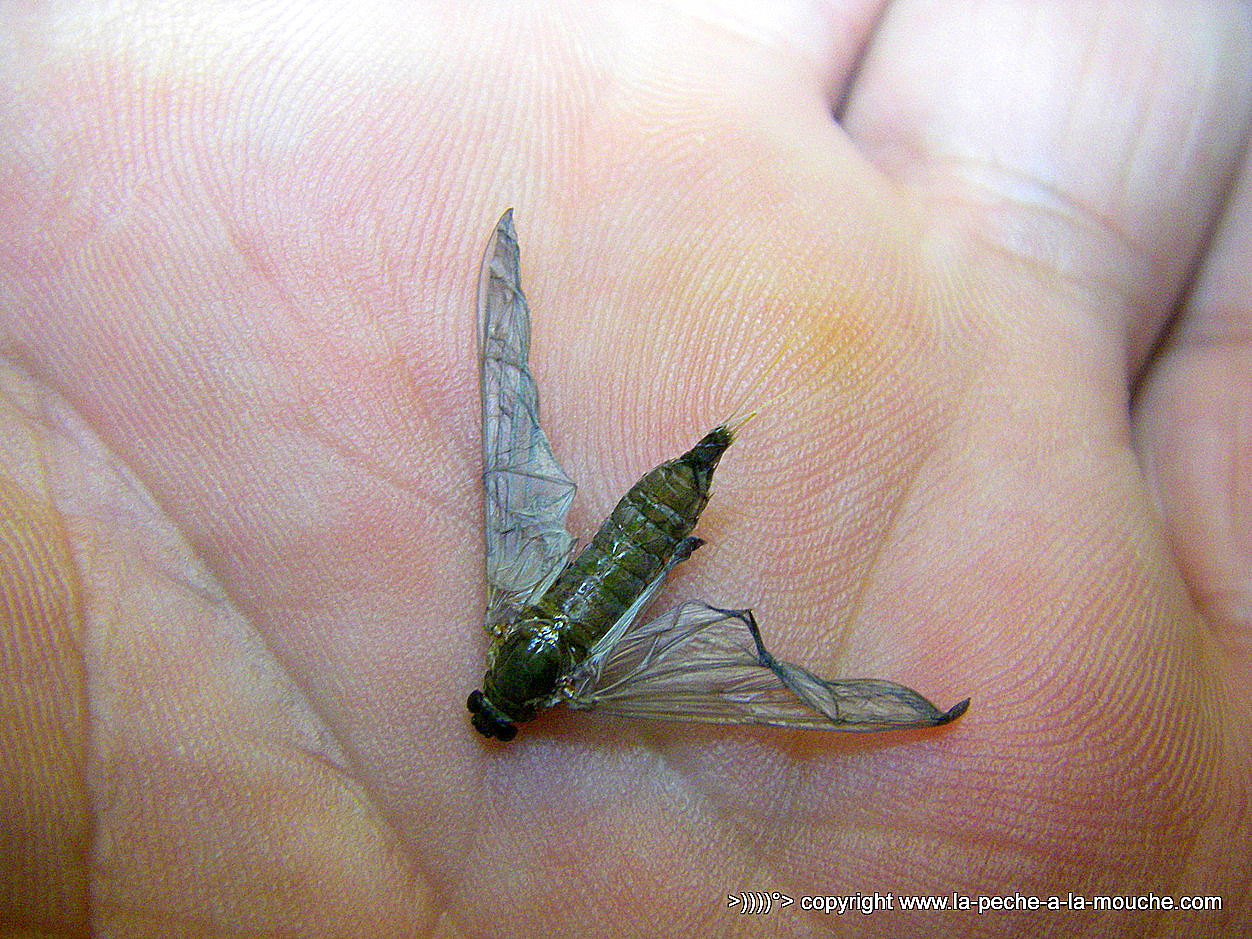 mouche-oligoneuriella-rhenana-fin-saison2013-004