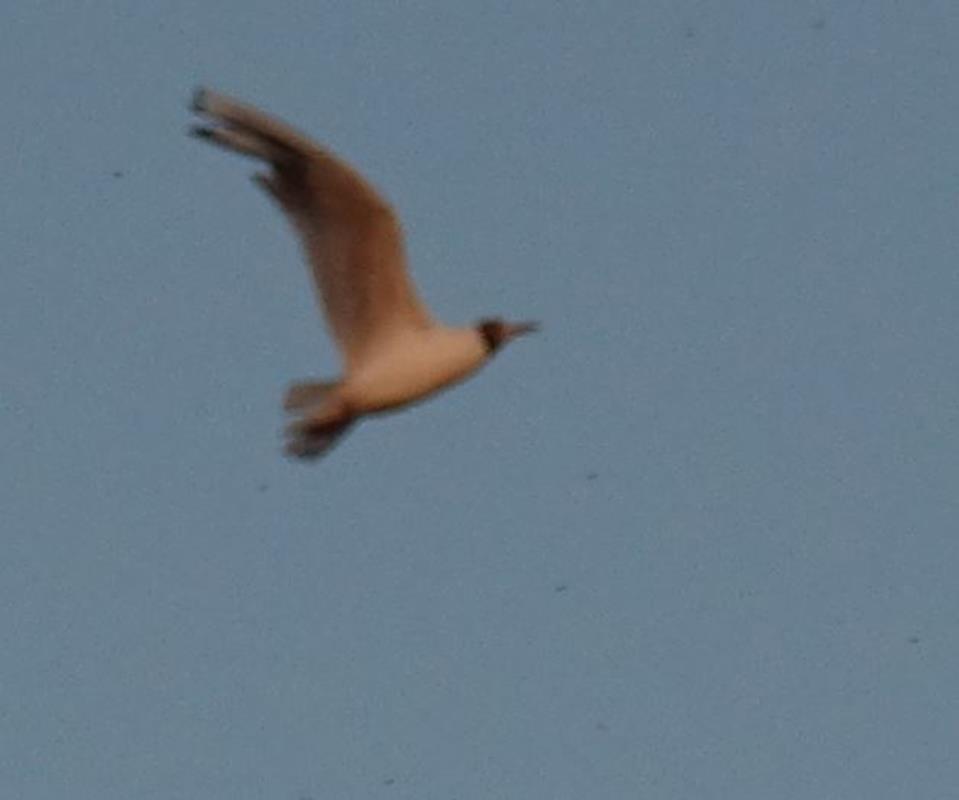 Mouette 1 (Copy)