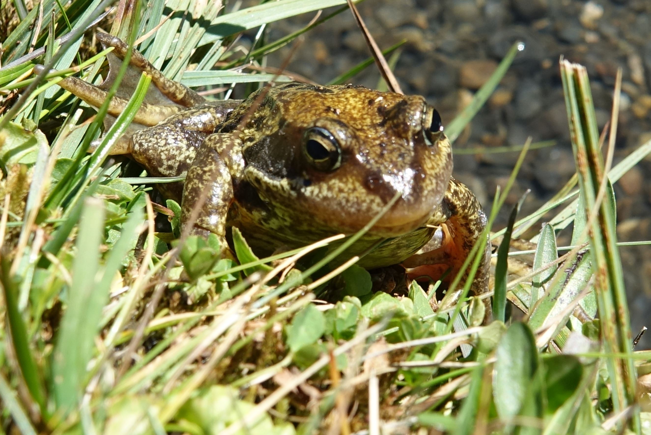 Crapaud