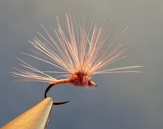 Branko killer paraloop mouche fly tying eclosion (Copy)