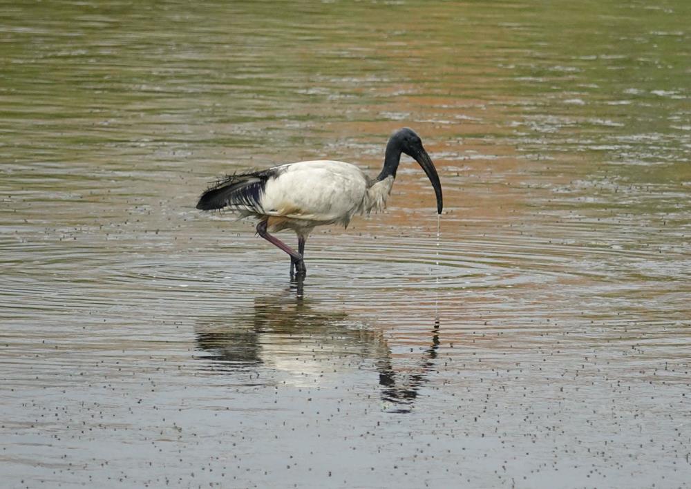 Ibis sacré (Copy)