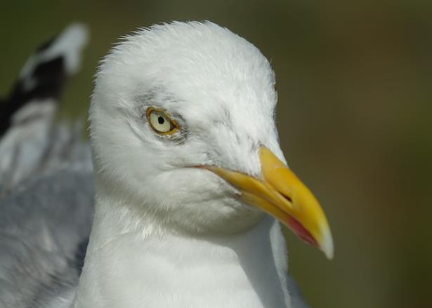 Oiseau (Copy)