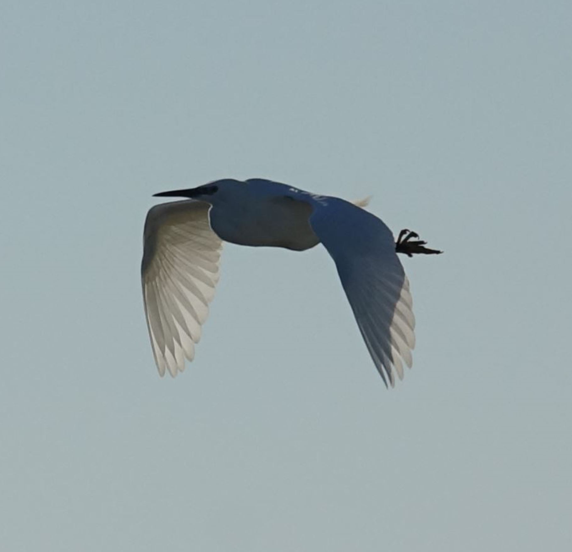 Aigrette