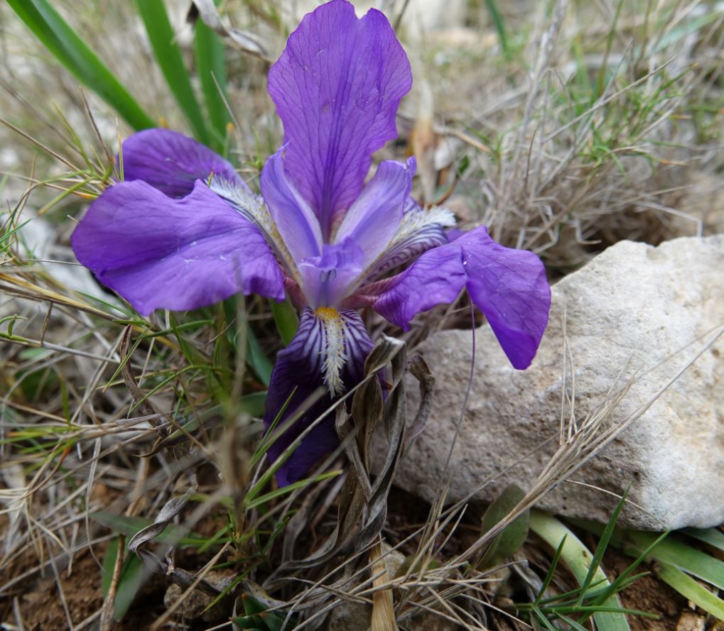 iris lutescens violette