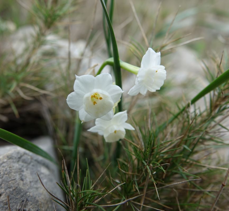 Narcissus dubius