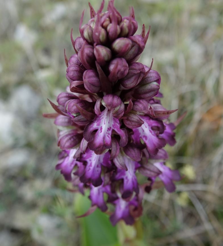 Himantoglossum robertianum