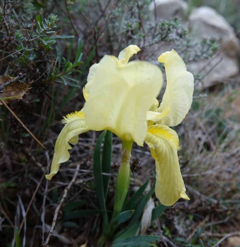 Iris lutescens