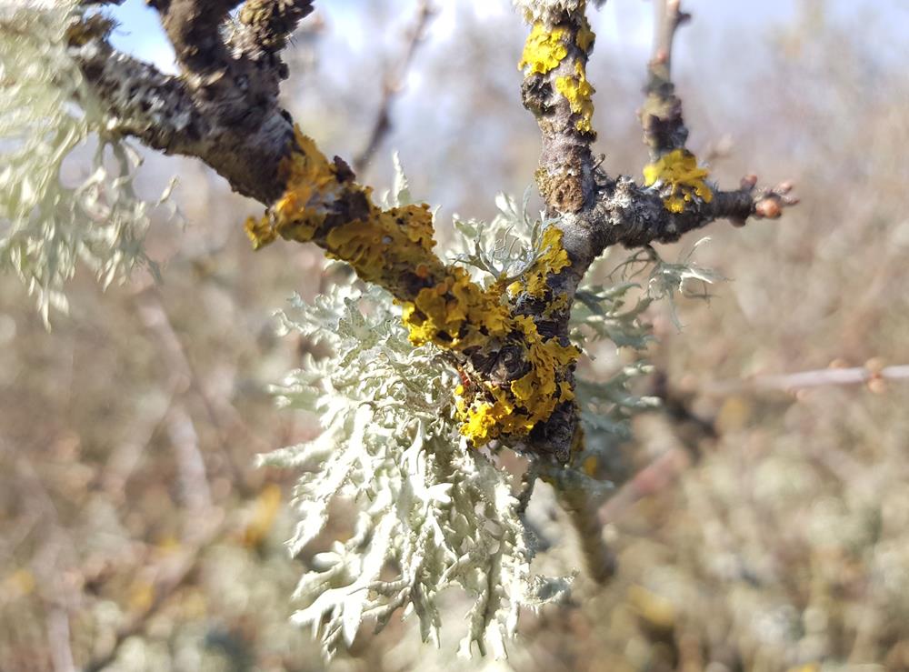 Ambiance lichen (Copy)