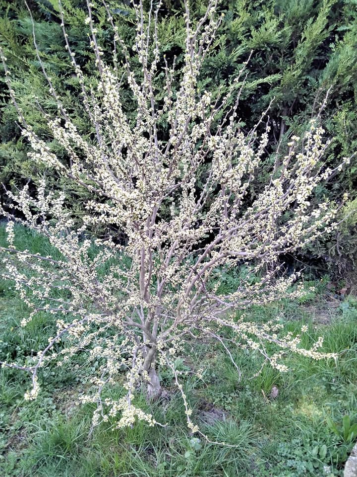 judée
