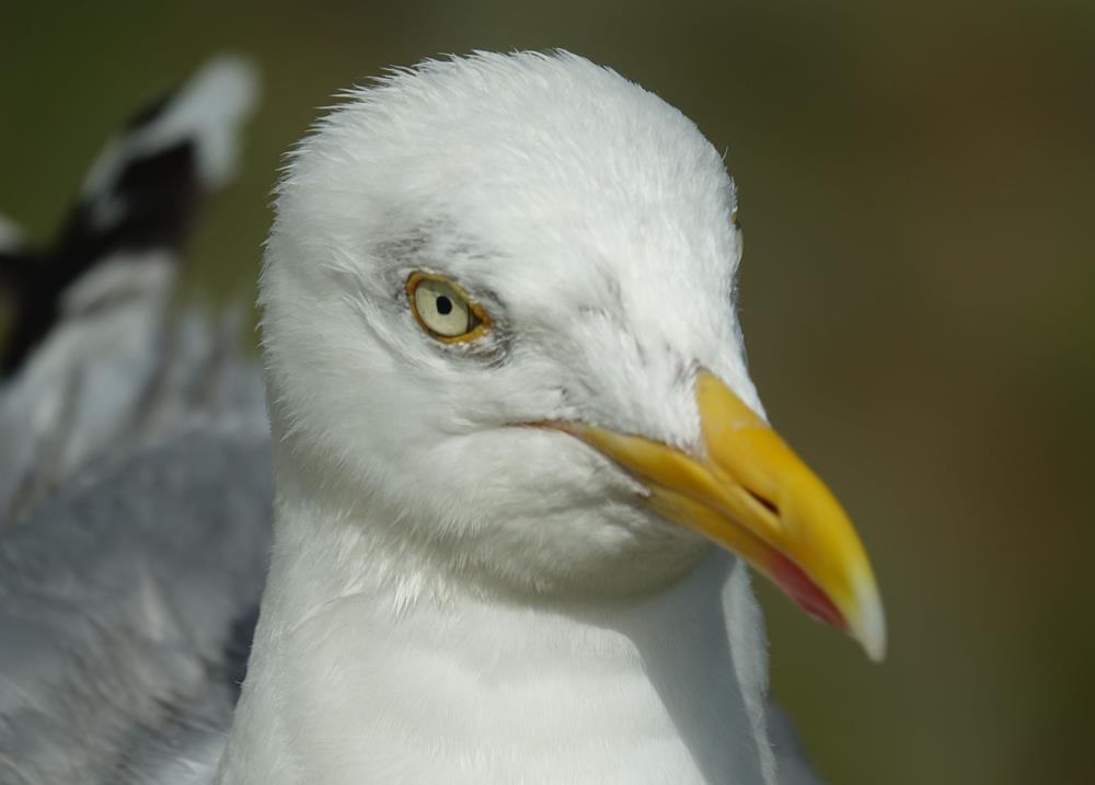 Goeland (Copy)