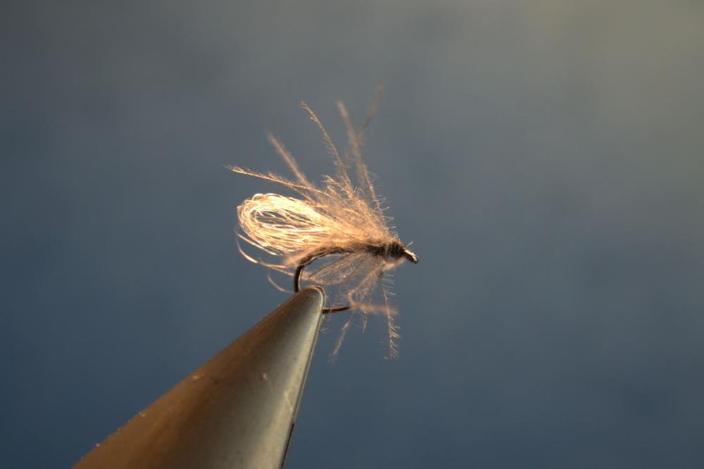 Sedge (Copy)