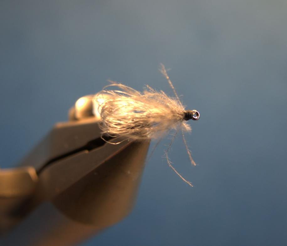 Sedge 2 (Copy)