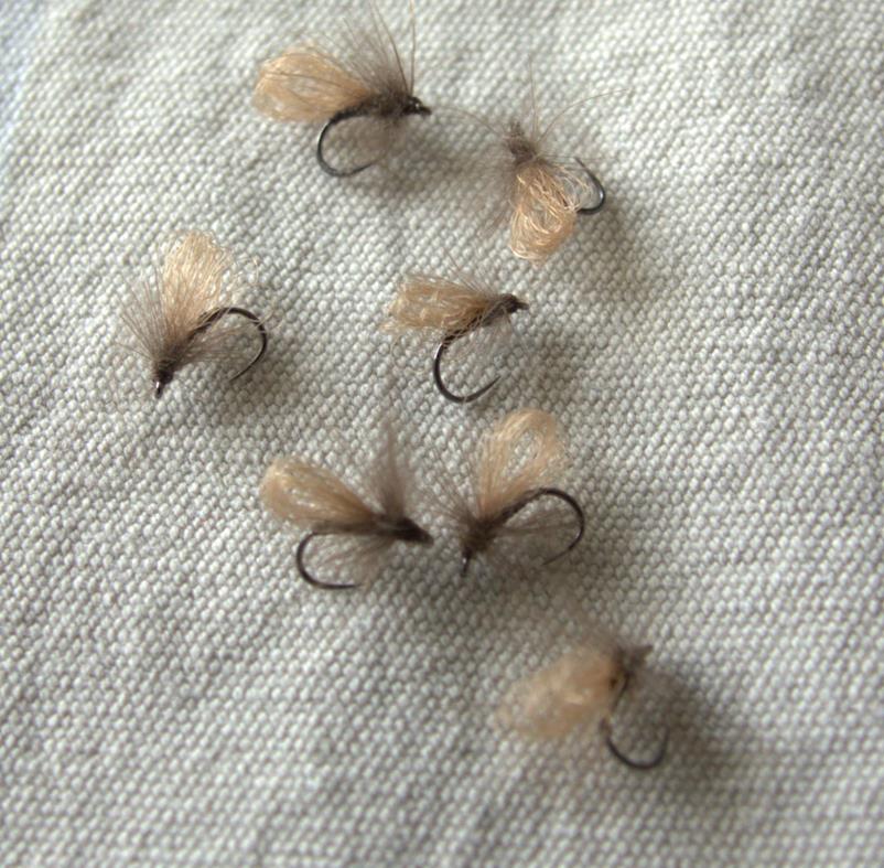 Sedge marron (Copy)
