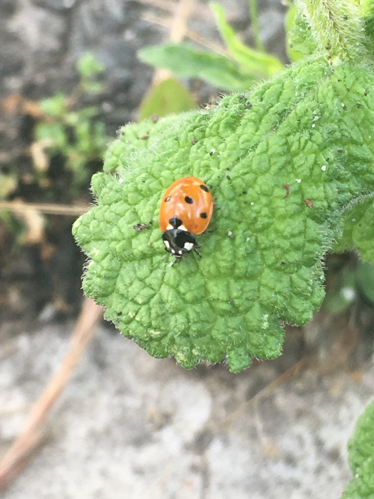 coccinelle