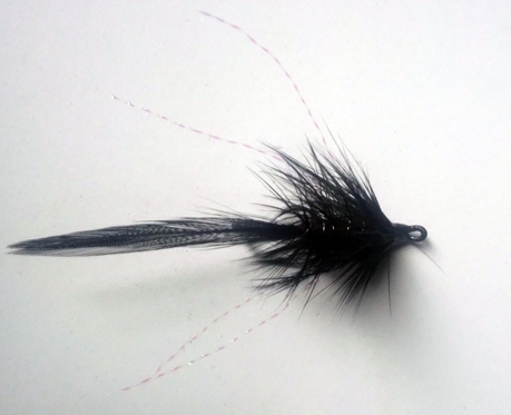 Flat Tailed Black Daemon 2