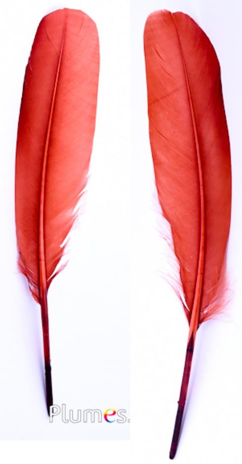 Plumes (Copy)