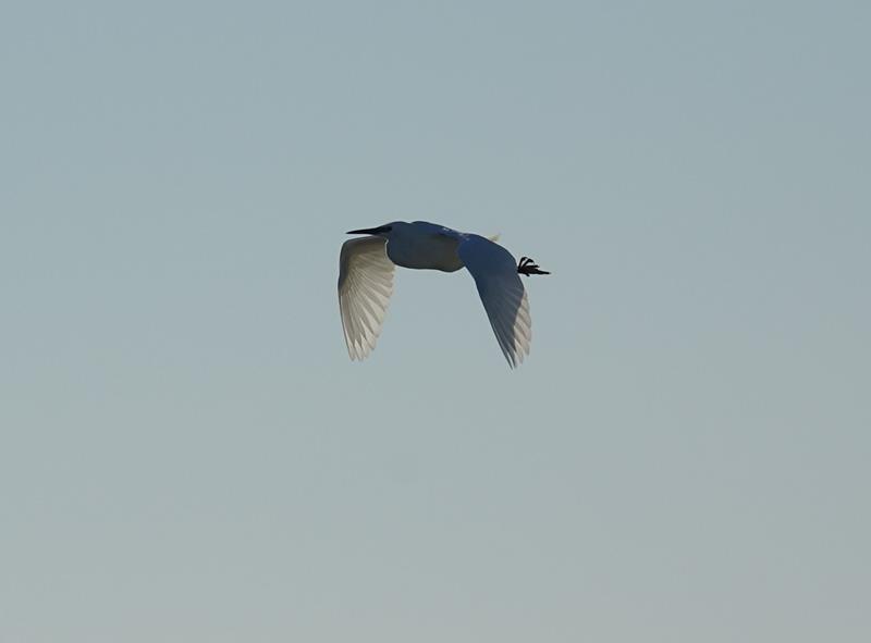 aigrette (Copy)