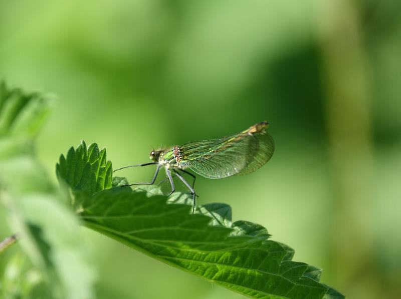 demoiselle (Copy)