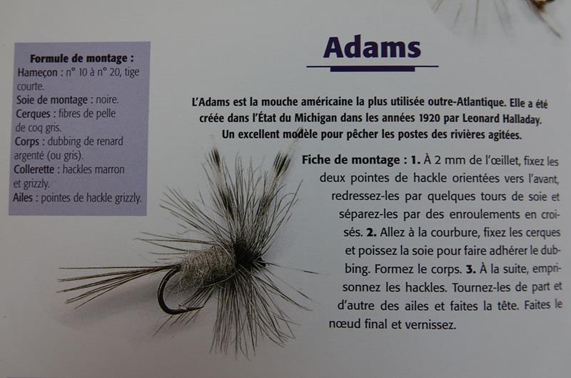 Adams 1 (Copy)