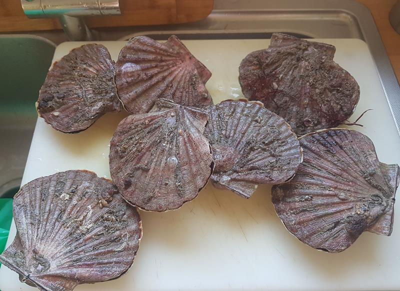 coquilles 1 (Copy)