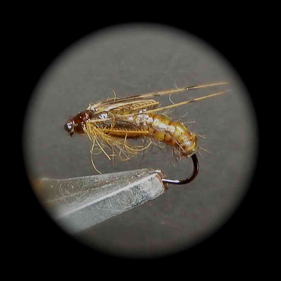 Caddis pupa 1