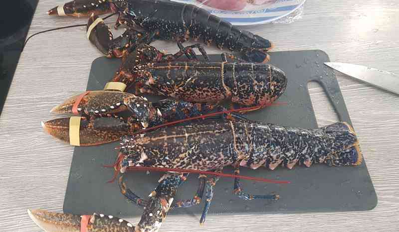 homards 1 - Copie (Copy)