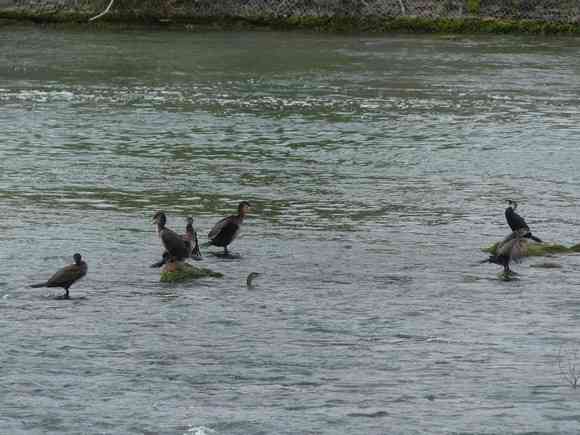 P1040259_cormorans_Herault_Red