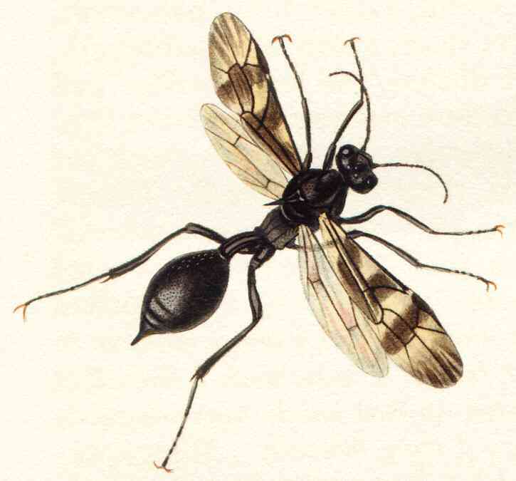 Agriotypusarmatus