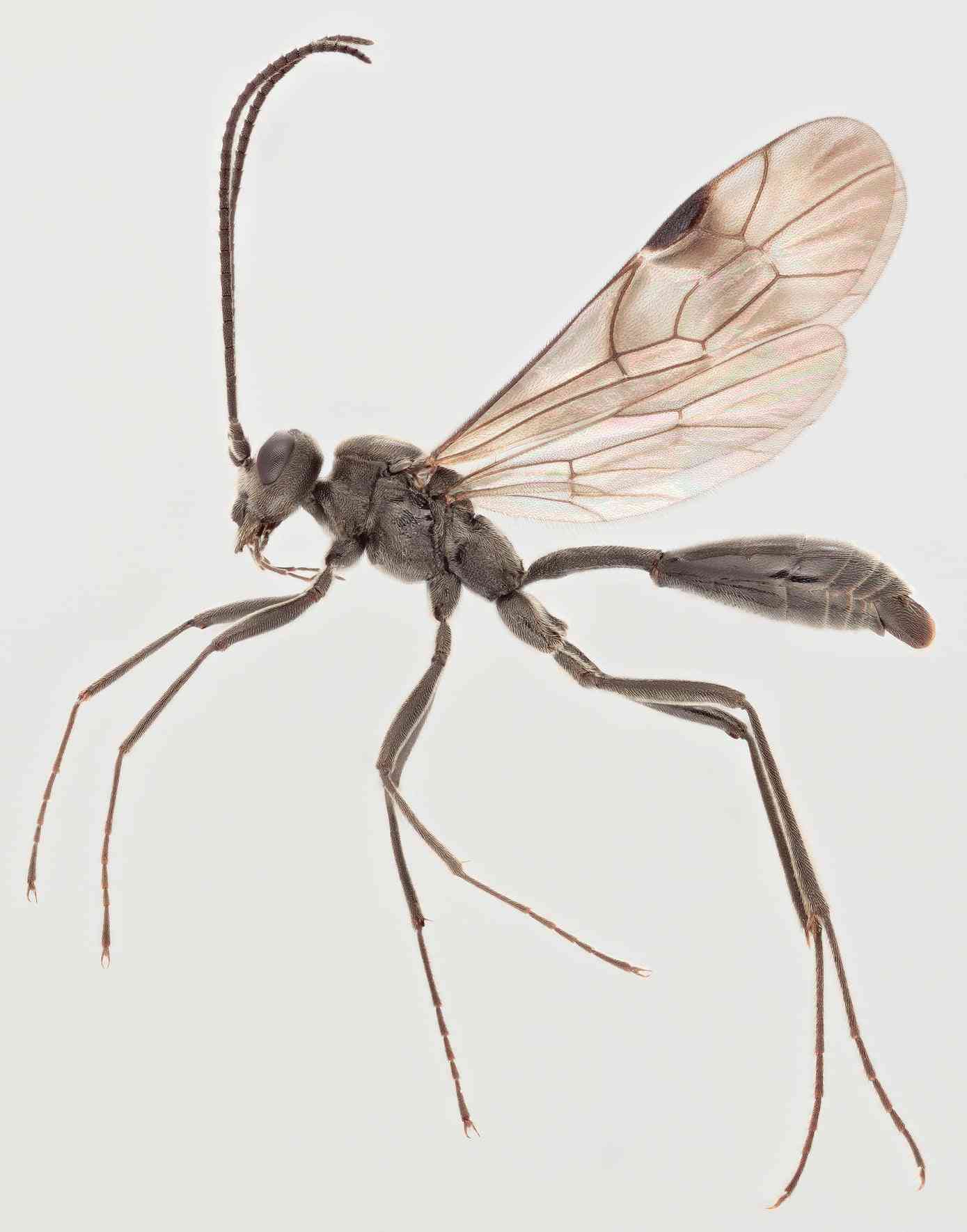 Agriotypus armatus male