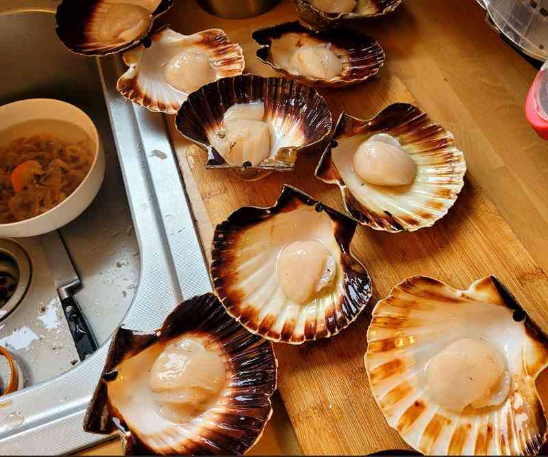 Coquilles 2 (Copy)