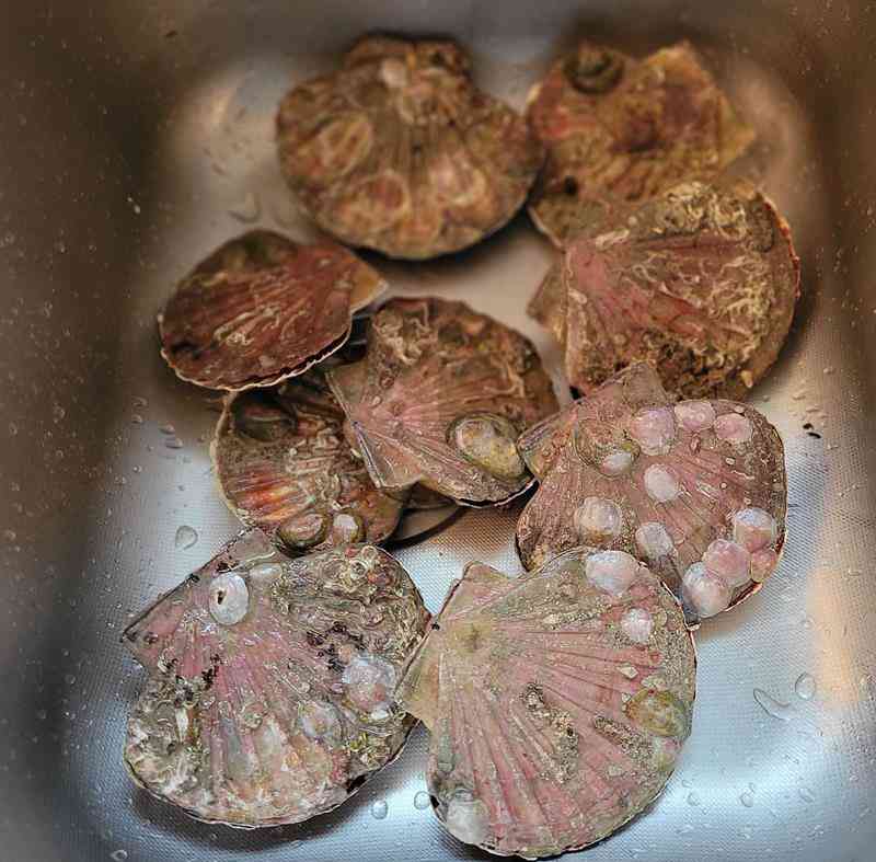 Coquilles 1 (Copy)